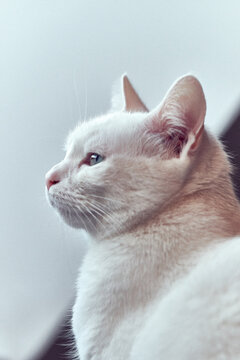 Chat