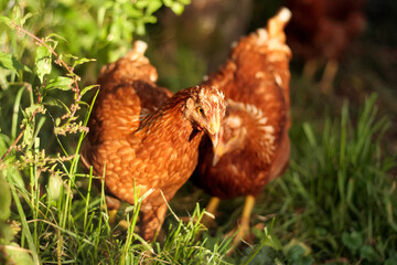 chickens - young brown hens outside in the grass