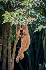 Singe