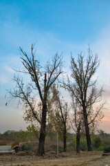 “In every change, in every falling leaf there is some pain, some beauty. And that's the way new leaves grow.”