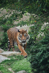 Naklejka premium Tigre