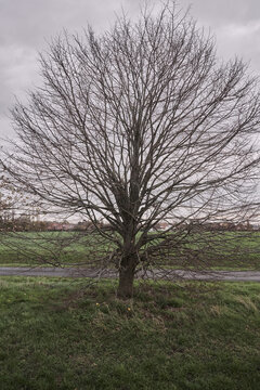 Arbre
