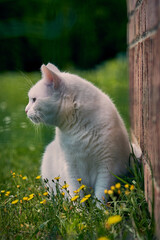 Chat
