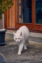 Chat