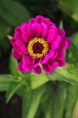 Fototapeta premium Zinnia elegans flower, zinnia red flower close - up view