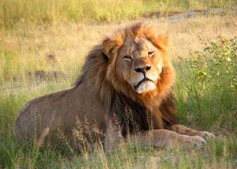 Fototapeta na wymiar lion, animal, cat, wildlife, mane, wild, king, carnivore, predator, nature, feline, mammal, safari, zoo, roar, big, leo, portrait, fur, face, majestic, lions, big cat, hunter, jungle