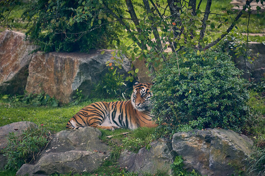 Tigre