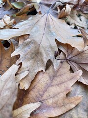 Leaves on the ground
