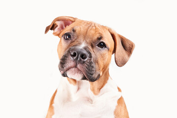 American Staffordshire Terrier puppy portrait isolated on white background. Dog muzzle close-up in...