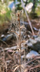 Plant covered by a spider's web