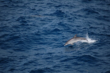 Dolphin swimming in the middle of the Atlantic Ocean.