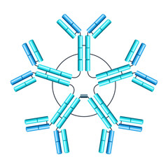 Pentameric IgM 3D scheme of antibody