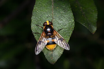Hornet mimic hoverfly (volucella zonaria) perched on green leaf