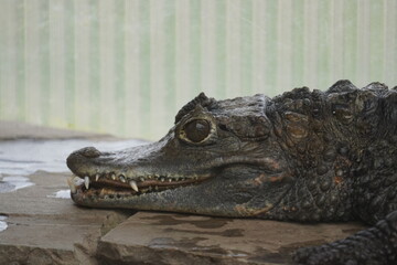 Spectacled Caiman