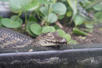 American alligator