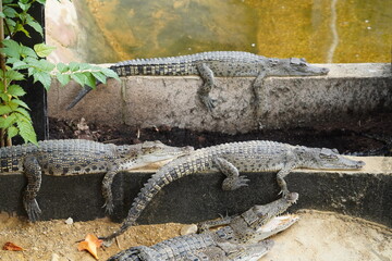 saltwater crocodile