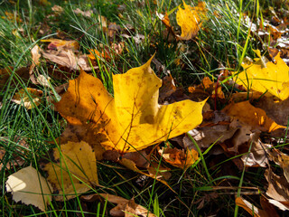 Close up of a first yellow maple leaves in green lawn. Defoliation. Beautiful, warm toned fall background