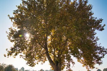 “In every change, in every falling leaf there is some pain, some beauty. And that's the way new leaves grow.”
