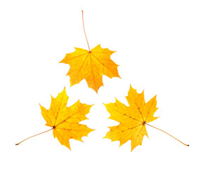 Golden autumn time. Three maple autumn leaves isolated on white