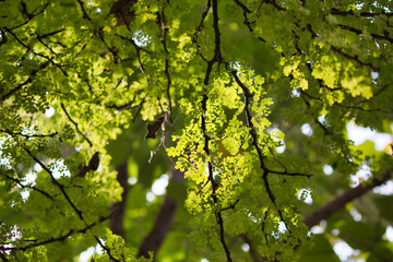 “In every change, in every falling leaf there is some pain, some beauty. And that's the way new leaves grow.”