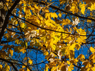 Bright yellow maple leaves on tree branches with deep blue sky background in bright sunlight