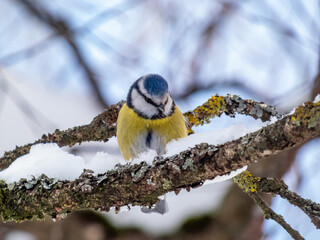 Eurasian Blue Tit (Cyanistes caeruleus) sittting on a branch with blurred background in a park
