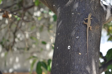 lizard on tree