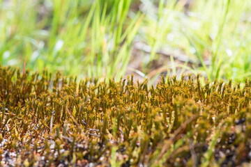 detailed picture of forest moss with grass