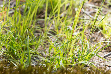 bright young grass in the sun - summer background