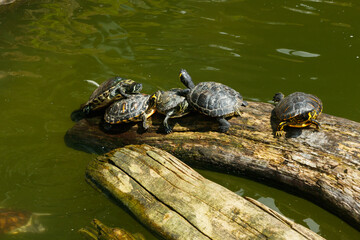 Painted turtles floating on a log in the pond.