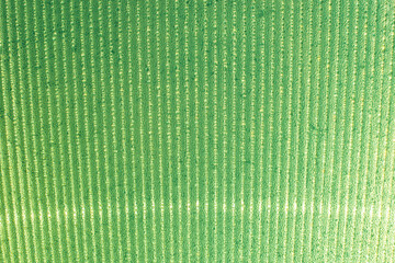 Fototapeta premium green sparkling drops on the stripes light background
