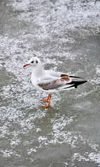 Seagull winters on ice of frozen river, space for text