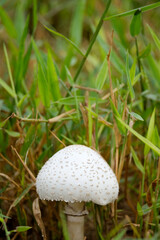 Parasol mushroom (Macrolepiota procera) growing in grassy field in macro view