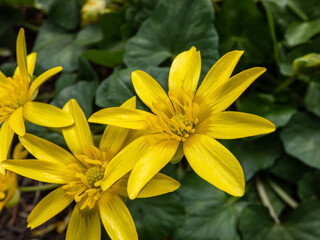 Bright yellow spring-flowering flower Ranunculus Kochii 'Lemonade' with narrow petals