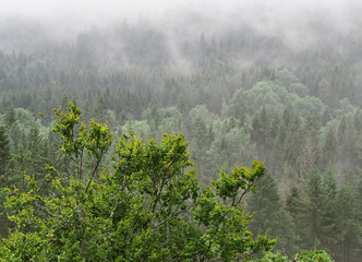 Foggy summer morning in the mountain, Sumava, Czech Republic