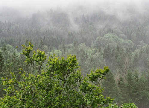 Foggy Summer Morning In The Mountain, Sumava, Czech Republic