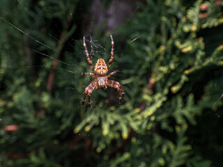 European garden spider, cross orb-weaver (Araneus diadematus) showing the white markings across the dorsal abdomen hanging in the web with green foliage in background