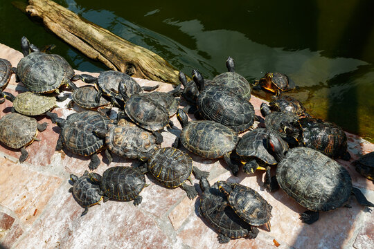 Painted turtles floating on a log in the pond.