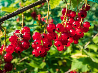 Perfect ripe redcurrants (ribes rubrum) on the branch between green leaves in the sunlight with blurry green background. Taste of summer