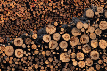 Forestry product. Sawn logs of different wood