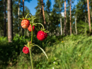 Single plant of wild strawberry (Fragaria vesca) with perfect, red, ripe fruits and foliage outdoors with forest and blue sky bacground in sunlight
