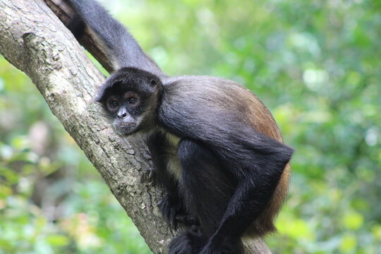 Geoffroy's spider monkey (Ateles geoffroyi) resting in a tree with tropical forest in the background