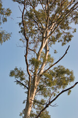 “In every change, in every falling leaf there is some pain, some beauty. And that's the way new leaves grow.”