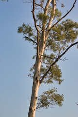 “In every change, in every falling leaf there is some pain, some beauty. And that's the way new leaves grow.”