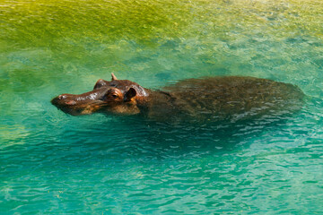 Large hippopotamus is swimming in the pond