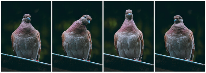 Feral brown pigeons set on dark background. City birds