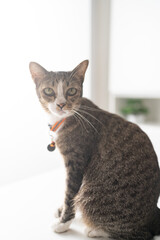 Obraz premium Happy tabby cat lovely comfortable Stay home with cat in the room. Cat Eyes Looking