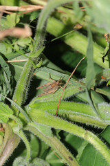 rufous grasshopper insect macro photo
