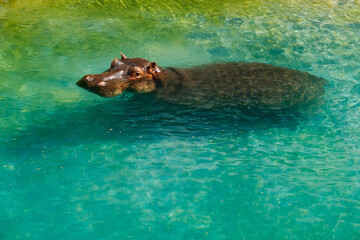 Obraz premium Large hippopotamus is swimming in the pond
