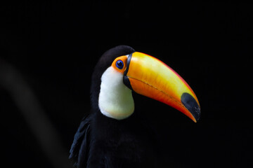 the head of a Toco Toucan (Ramphastos toco) isolated on a natural black background